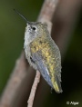 Hummingbird 17.jpg