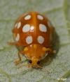 Ladybird 20.jpg