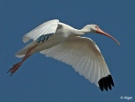 White ibis 02.jpg