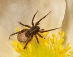Spiders 09.jpg