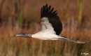 Wood storks 22.jpg