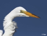 Egrets1 19.jpg