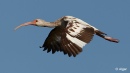 White ibis 23.jpg