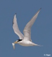 Terns 15.jpg