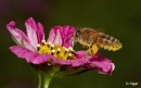 Bees 10.jpg