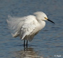 Egrets2 09.jpg