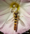 Hoverfly3 12.jpg