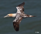 Gannets 06.jpg