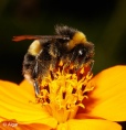 Bumblebees 09.jpg