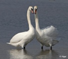 Swans 14.jpg