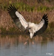 Wood storks 09.jpg