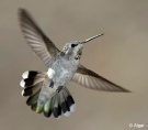 Hummingbird 13.jpg