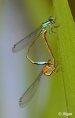 Damselflies 06.jpg