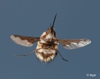 Bee fly 12.jpg