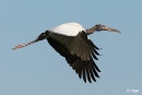Wood storks 20.jpg