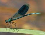 Damselflies 08.jpg