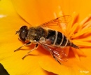 Hoverfly1 03.jpg