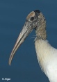 Wood storks 06.jpg
