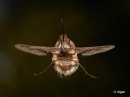 Bee fly 13.jpg
