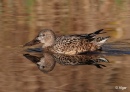 Shoveler 06.jpg