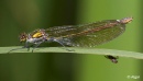 Damselflies 21.jpg