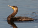 Cormorant 15.jpg
