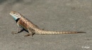 Reptiles1 05.jpg