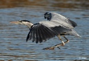 Herons 09.jpg