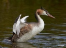 GCGrebes 11.jpg