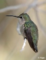 Hummingbird 02.jpg