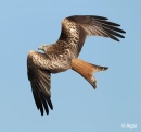 Red kites 03.jpg