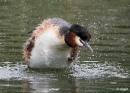 GCGrebes 01.jpg