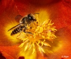 Bees 14.jpg