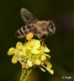 Bees 02.jpg