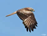 Red kites 02.jpg