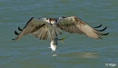 Ospreys1 09.jpg