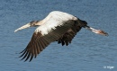 Wood storks 01.jpg