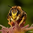 Bees 21.jpg