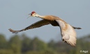 Sand cranes 18.jpg
