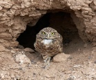 Burrow owls 16.jpg
