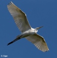 Egrets2 20.jpg