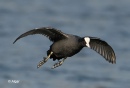 Coot 06.jpg