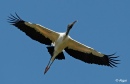 Wood storks 18.jpg