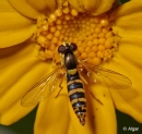 Hoverfly3 11.jpg