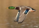 Mallards 04.jpg
