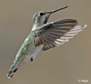 Hummingbird 12.jpg