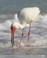 White ibis 19.jpg
