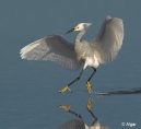 Egrets2 01.jpg