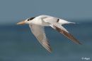 Terns 14.jpg