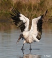 Wood storks 10.jpg